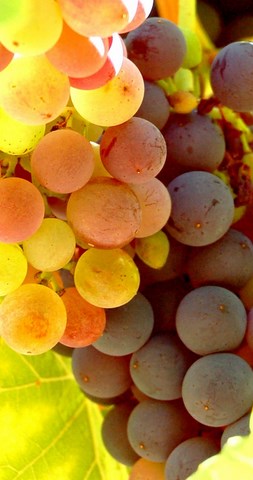 des raisins à maturité